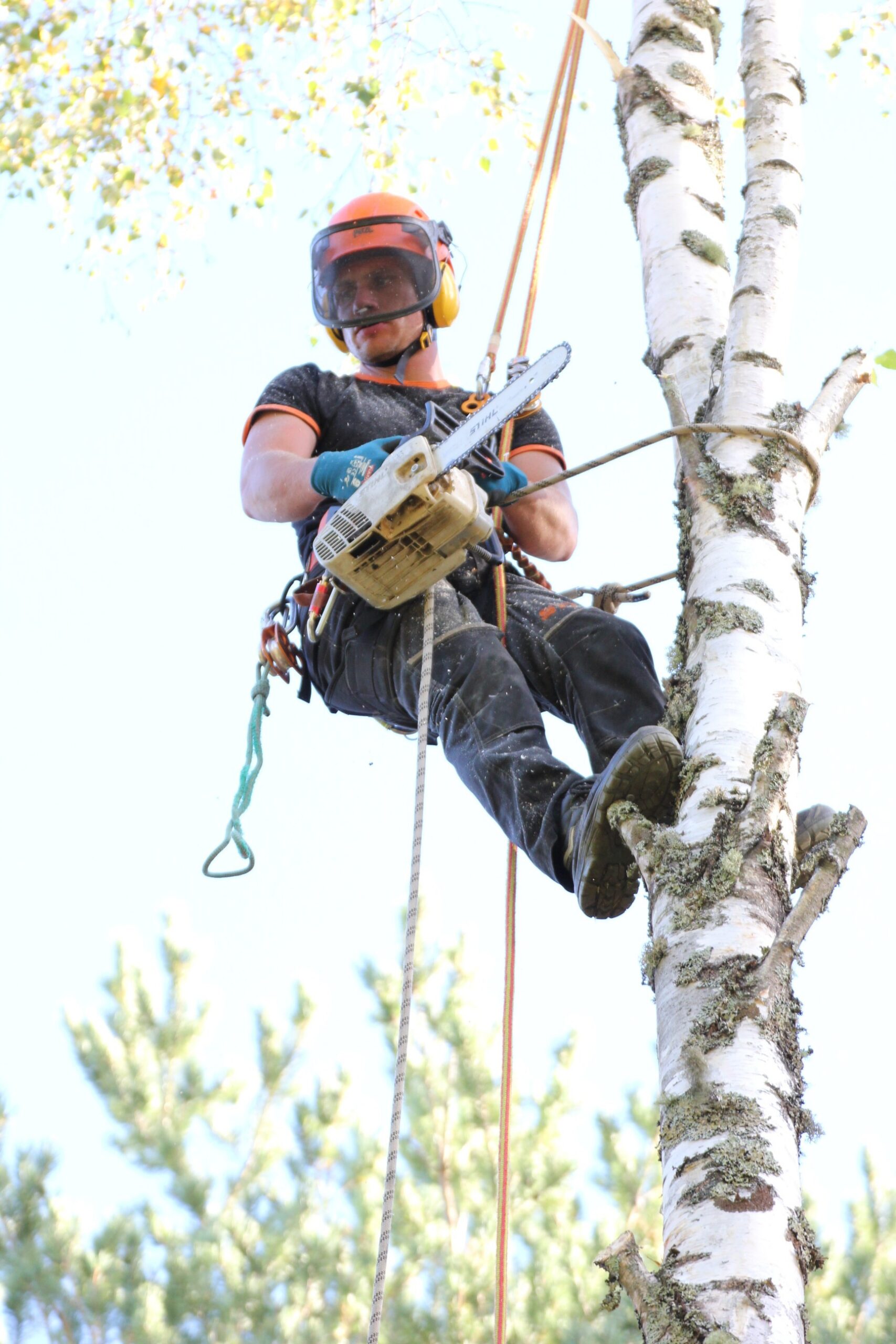 Mario Meesak arborist