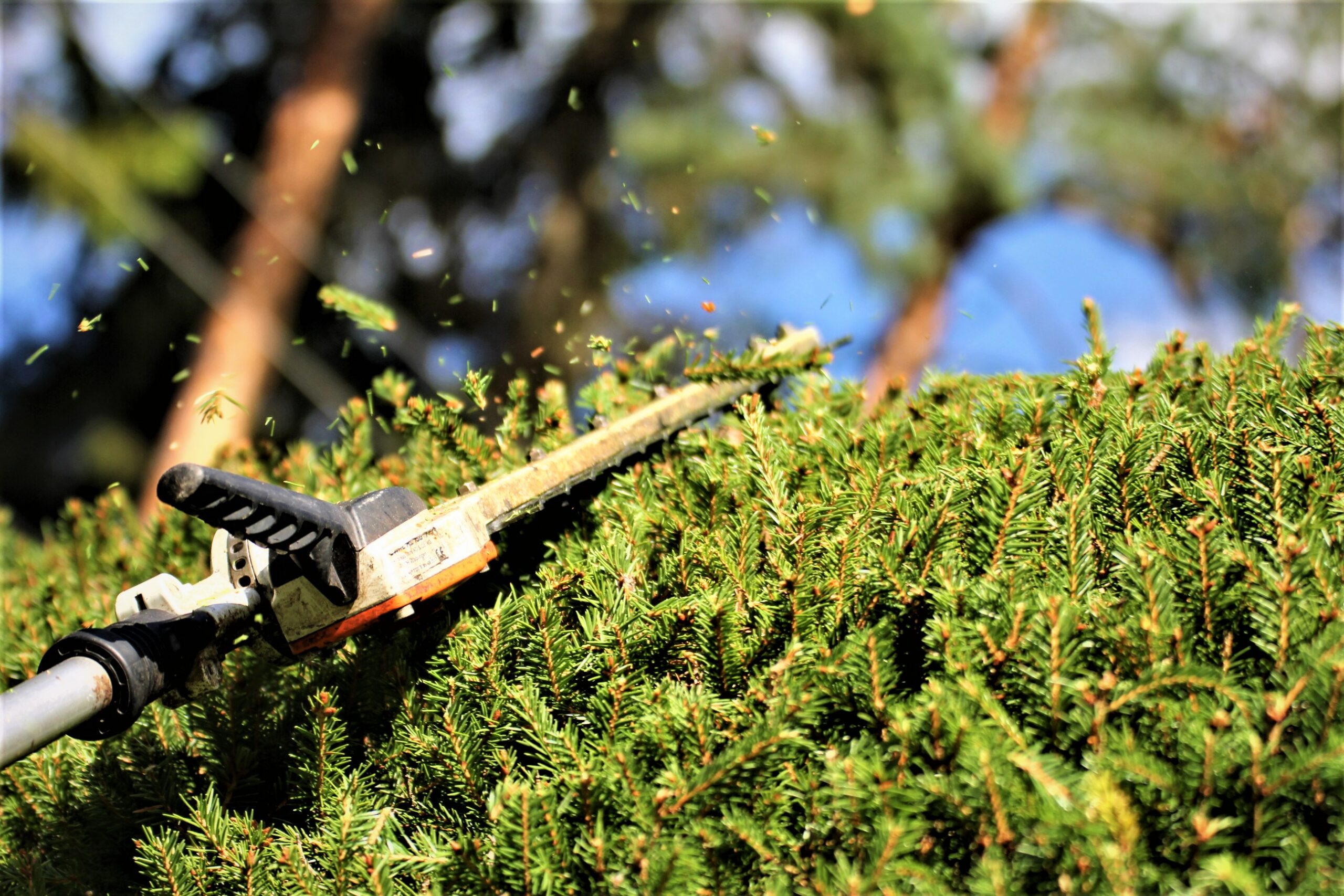 heki lõikamine ladvast kännuni