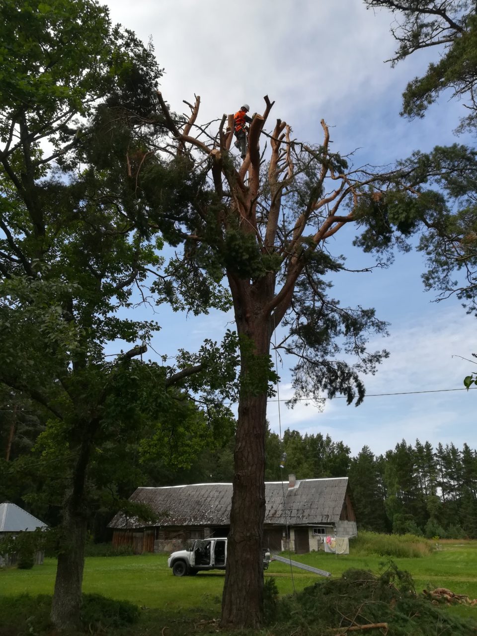ohtlikute puude langetamine Ladvast kännuni