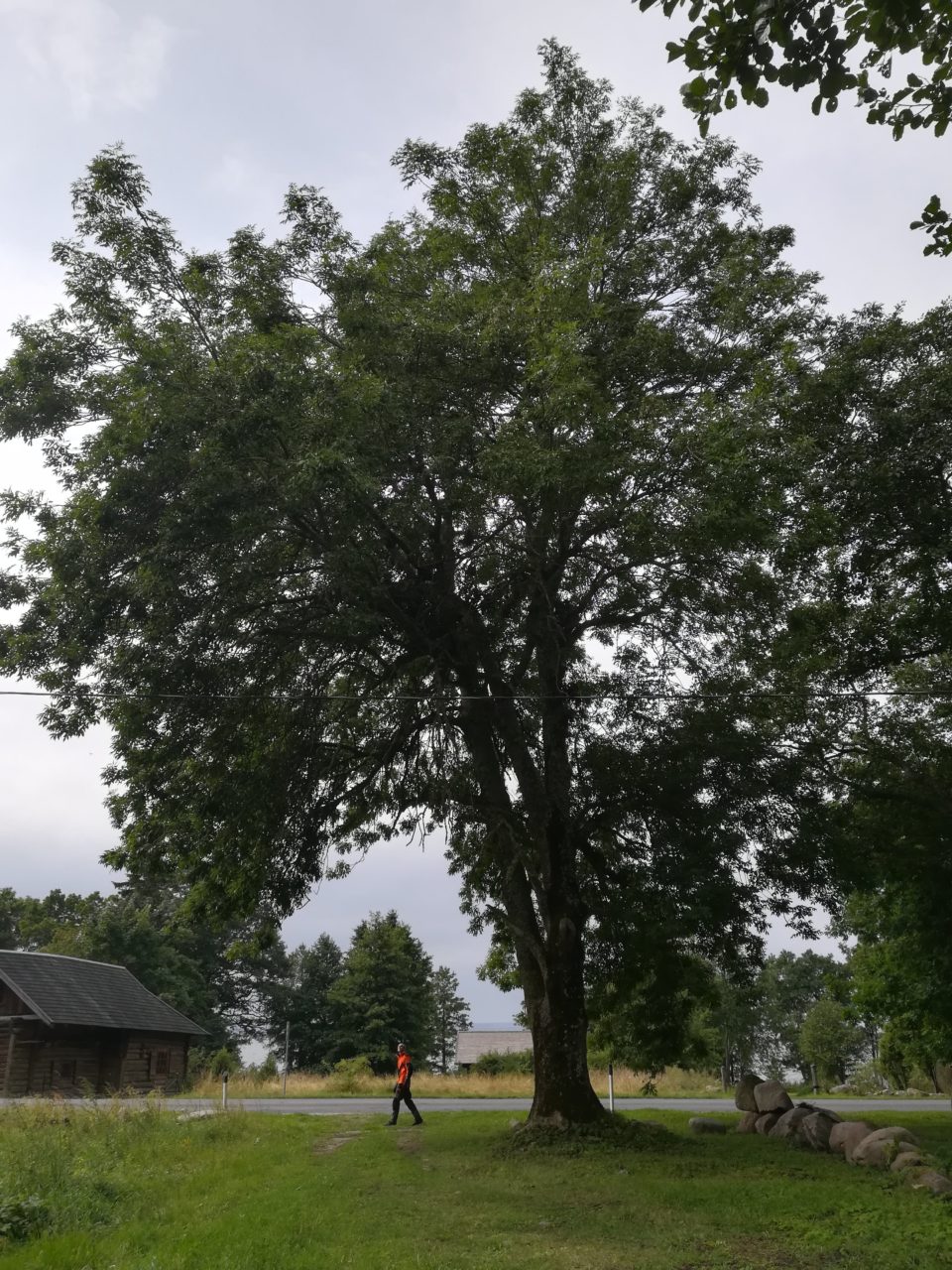 puude võrahooldus ladvast kännuni